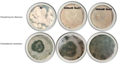 Bio-priming with salt tolerant endophytes improved crop tolerance to salt stress via modulating photosystem II and antioxidant activities in a sub-optimal environment